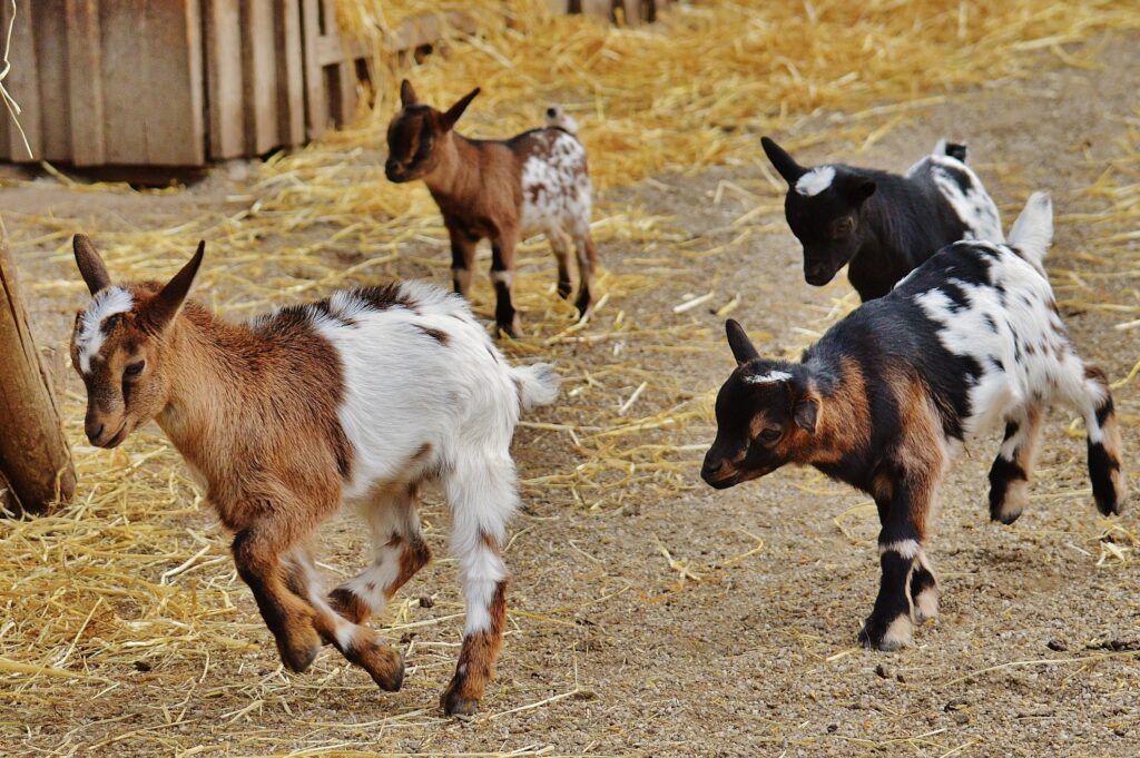 Vente directe à la ferme, alimentation de qualité pour ovins et caprins. Tarifs attractifs, sans intermédiaire.