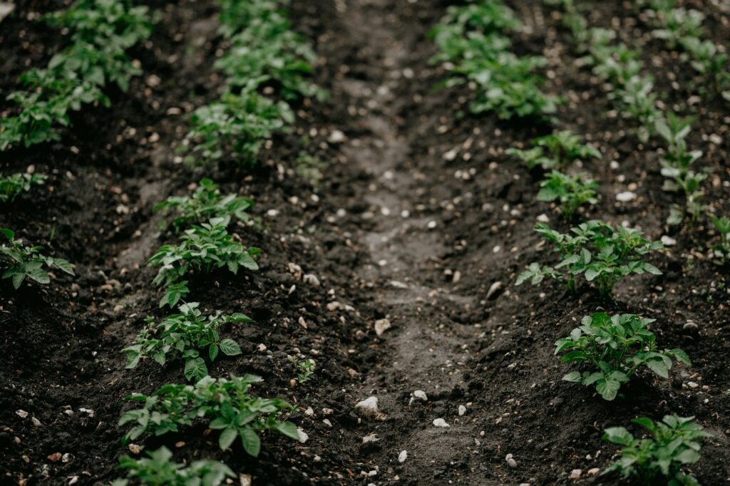 Vente de pommes de terre. production locale. Tarifs attractifs, sans intermédiaire et de qualité.