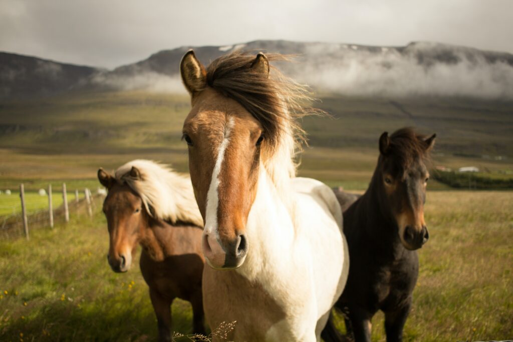 Vente directe de nourriture pour chevaux - production locale de qualité à des prix très attractifs