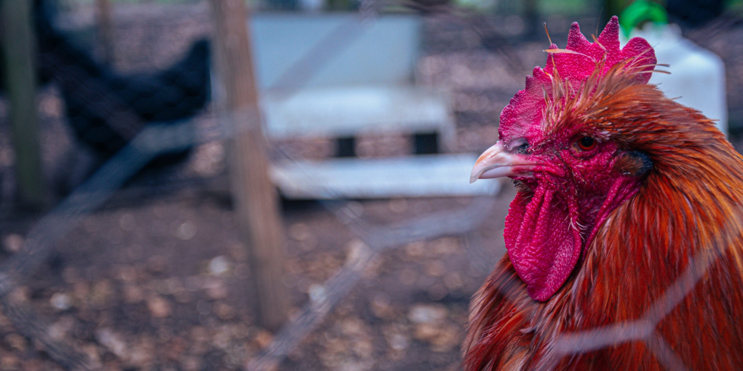 Vente nourriture pour animaux de basse -cour - production locale de qualité à des prix attractifs alimentation basse-cour