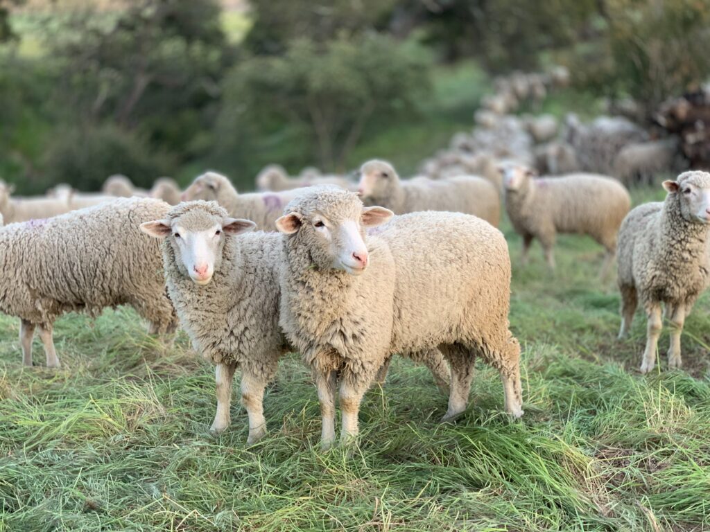 Vente direct à la ferme de nourritures pour moutons et chèvres - production locale à des prix très attractifs, sans intermédiaire.