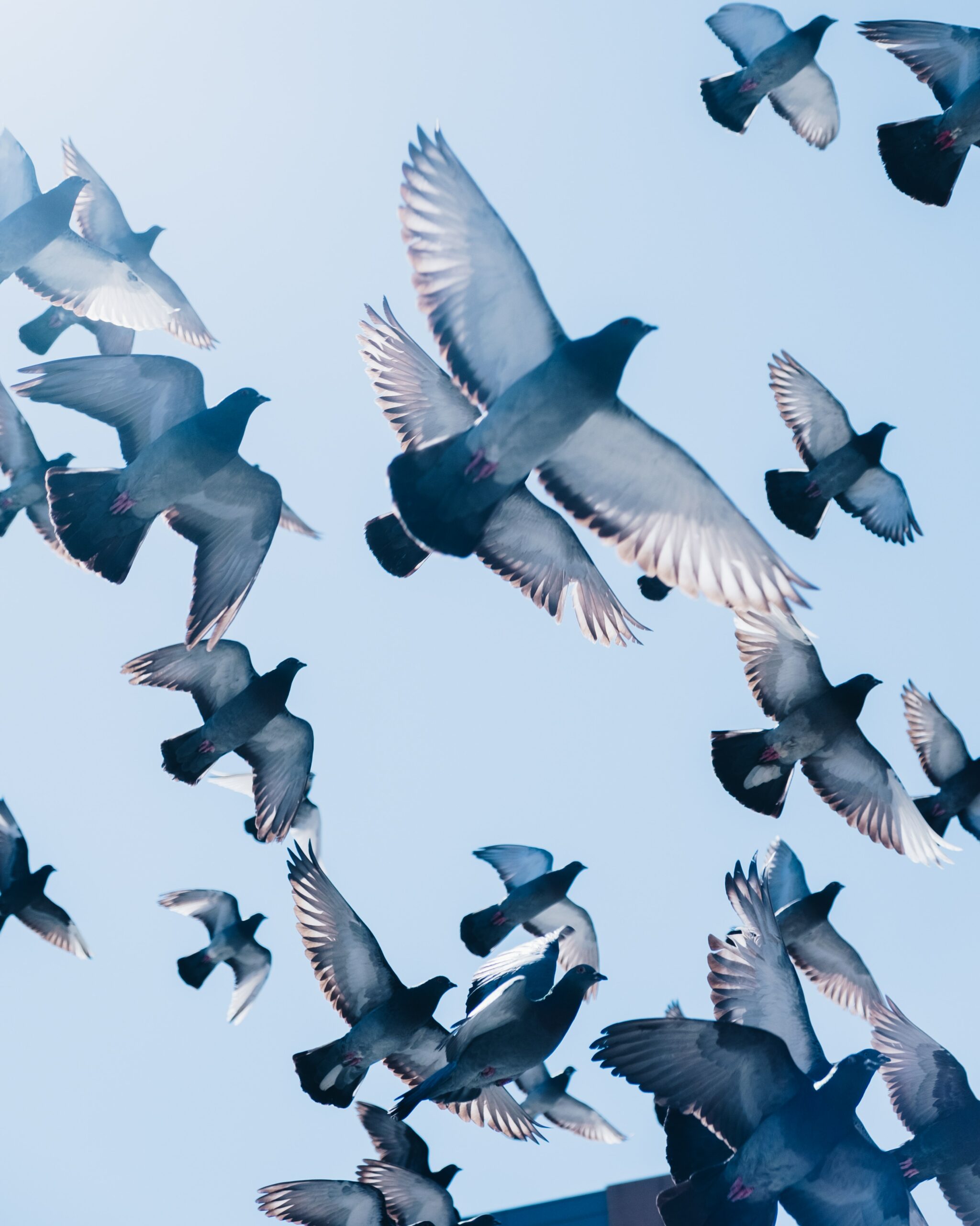 Vente directe de la ferme, nourritures pour pigeons et oiseaux - production locale à des prix attractifs, sans intermédiaire. Oise