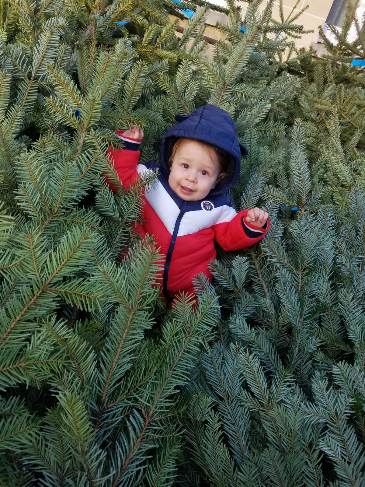 Vente de sapins de Noël Nordmann -production locale, fraîchement coupé à la semaine - taillage - supports fournis au choix sur place - mis en filet