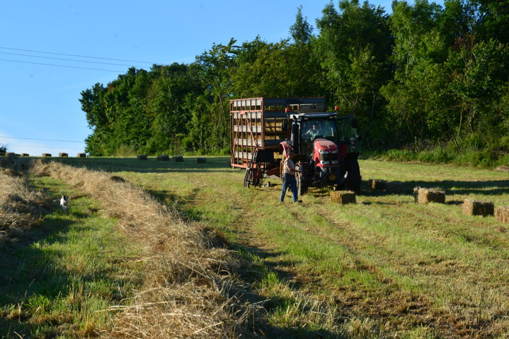 Vente directe de foin à la ferme Bollé de Cambronne les Clermont dans l'Oise - Prix attractifs et de qualité.