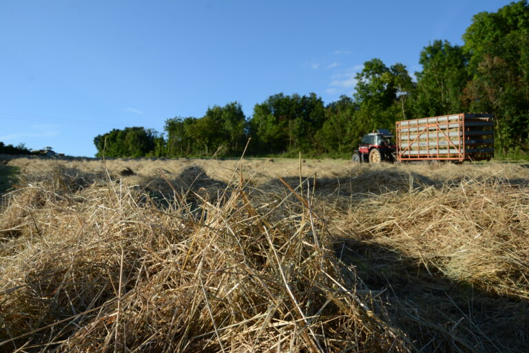 Nos petits ballots de foin sont reconnues de qualité. Tarifs attractifs, sans intermédiaire. Vente directe à la ferme.