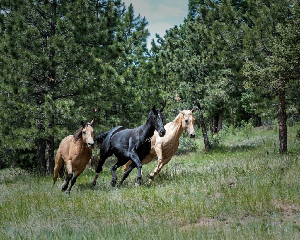 Vente directe à la ferme, alimentation de qualité pour chevaux. Tarifs attractifs, sans intermédiaire et de qualité.