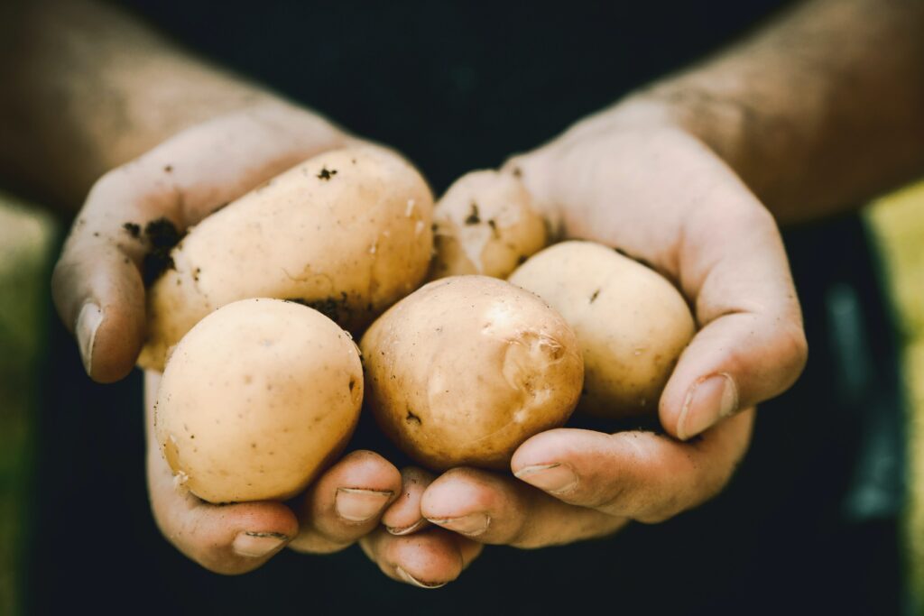 Vente directe de différentes variétés de pomme de terre à la ferme, en culture raisonnée, de qualité à des prix attractifs.