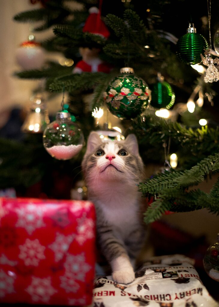 Vente directe à la ferme de nos sapins de noël. Tarifs attractifs. Taille, support, mise en filet proposés sur place.