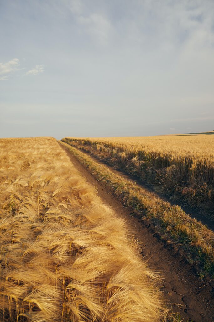 Vente directe à la ferme. Produits de qualité. Alimentation animale, paille, foin, pommes de terre, farines, sapins de noël. tarifs attractifs, sans intermédiaire.