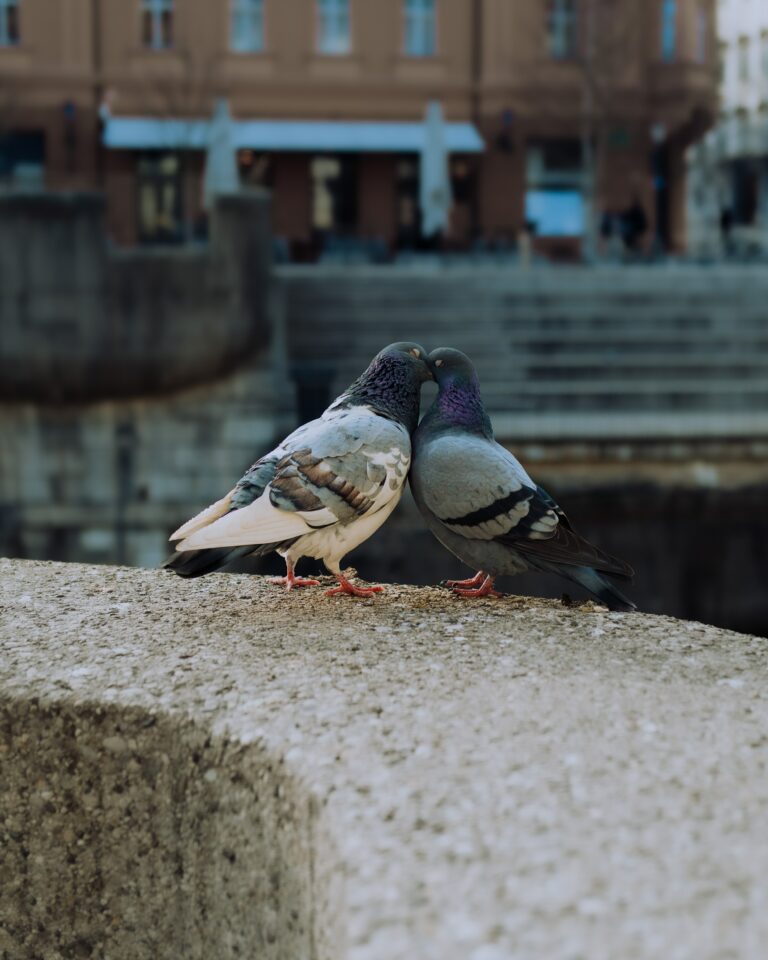 Vente directe à la ferme, alimentation de qualité pour pigeons, oiseaux. tarifs attractifs, sans intermédiaire.