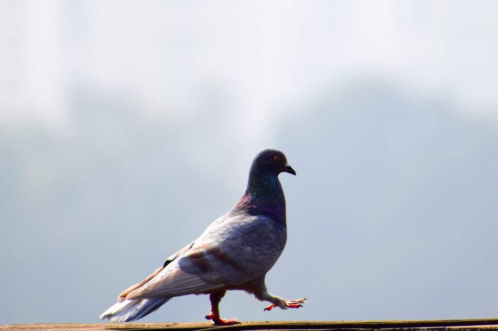 Vente directe à la ferme, alimentation de qualité pour pigeons, oiseaux. tarifs attractifs, sans intermédiaire.