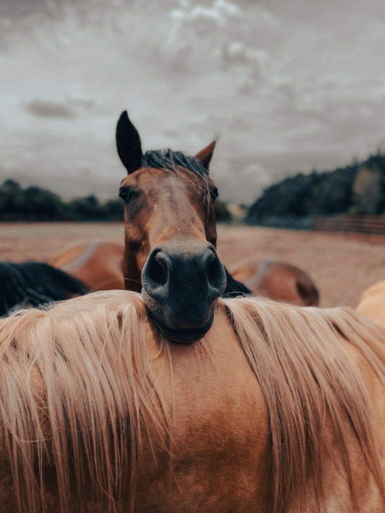 Vente directe à la ferme d'aliments pour chevaux, de qualité et prix attractifs à Cambronne les Clermont dans l'Oise